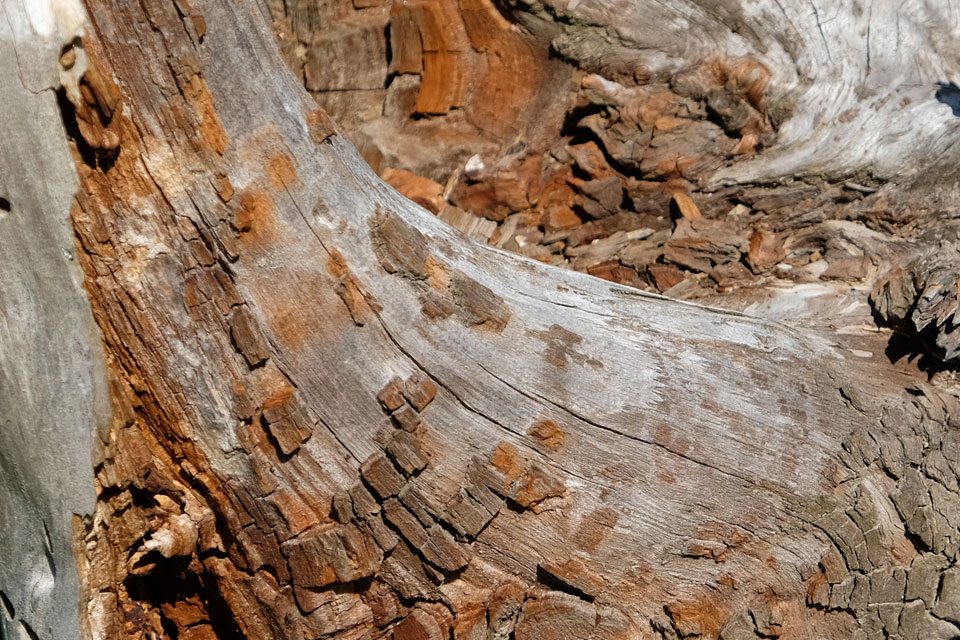 Baumdetail